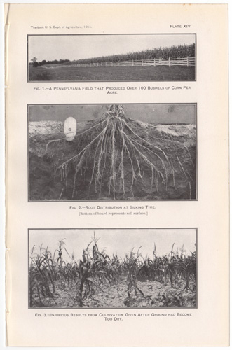 Pennsylvania Corn Field